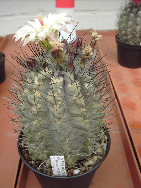 eriosyce+Paucicostata+v.+Viridis.jpg