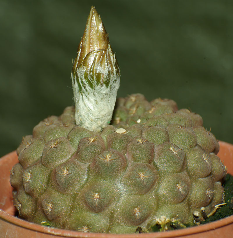 eriosyce2.jpg