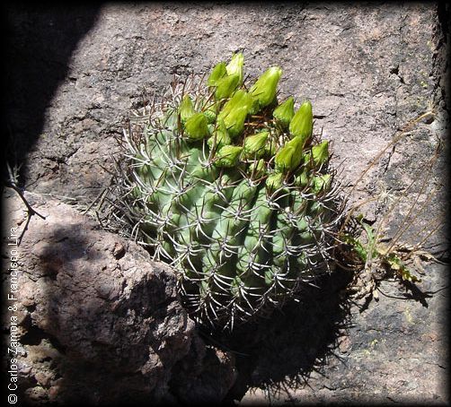 eriosyce_curvispina01.jpg