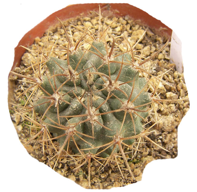 eriosyce_curvispina_1a.jpg