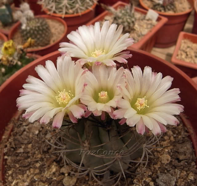 Eriosyce_paucicostata7.jpg