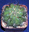 eriosyce_taltalensis_ssp_paucicostata_small.jpg