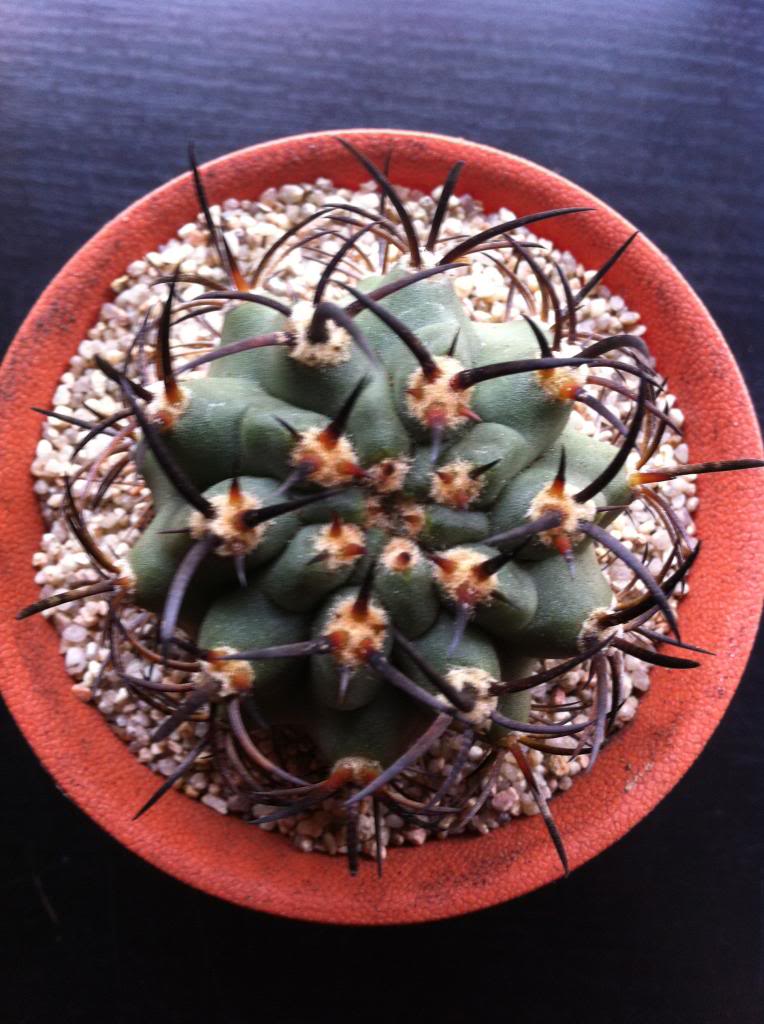 eriosycecerastites_zps5839e3dd.jpg