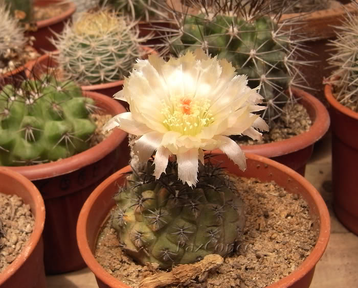 Eriosycecurvispinalimariensis2.jpg