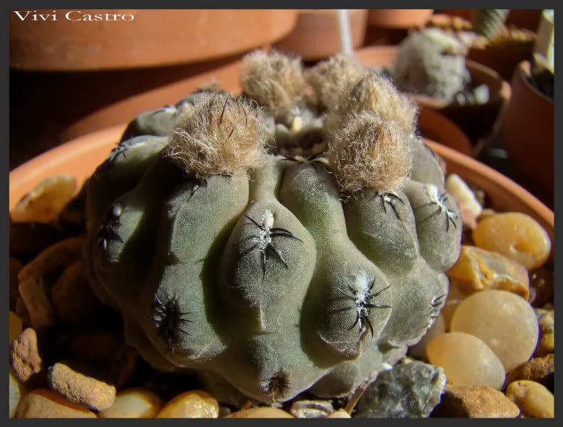 Eriosycenapina.jpg