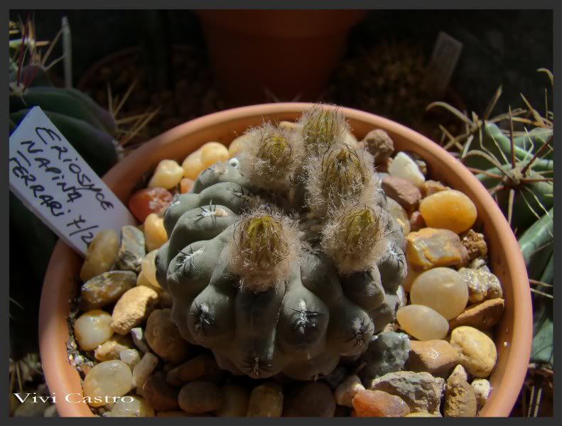 Eriosycenapina2.jpg