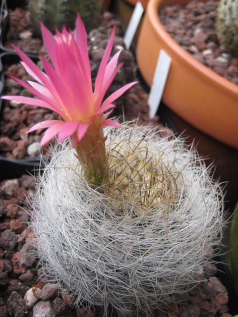Eriosycesenilis.jpg