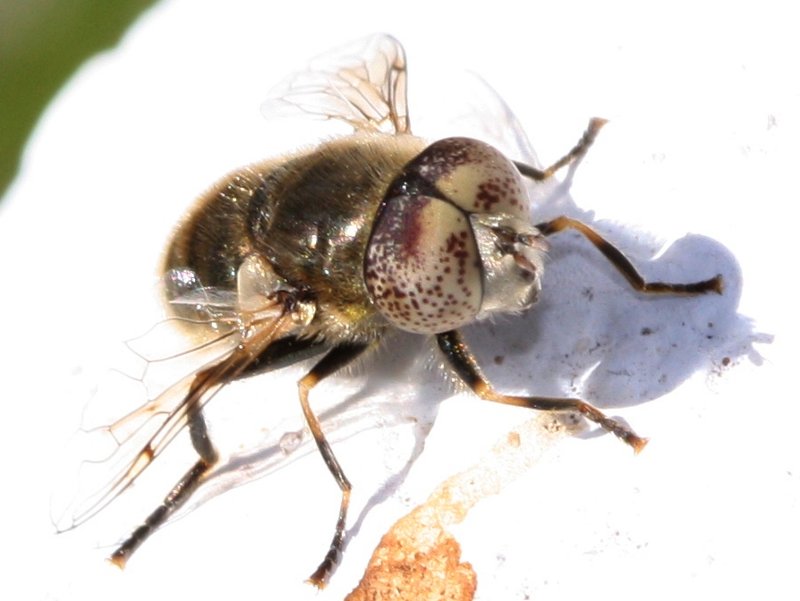 Eristalinus%20sp%201.jpg