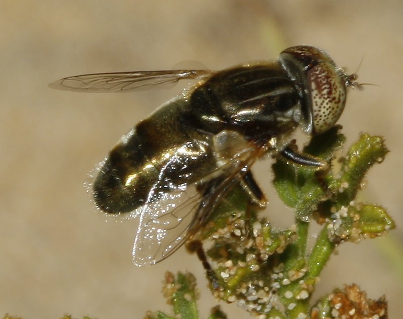 Eristalinus%20sp_3380.jpg
