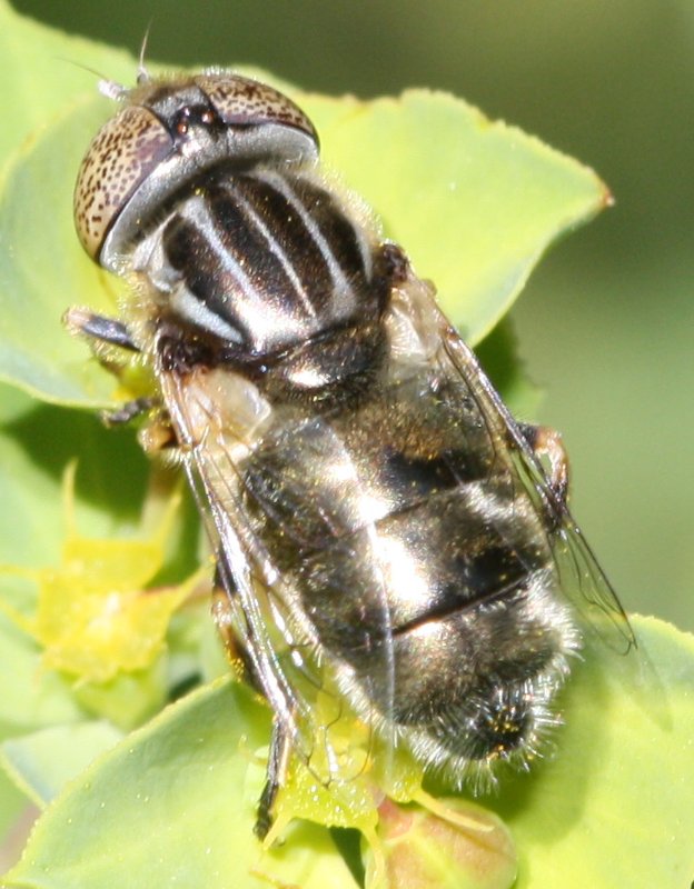 Eristalinus.jpg