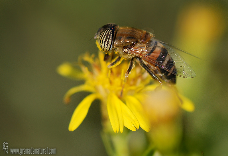 eristalinus_taeniops_1.jpg