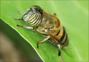eristalinus_taeniops_wiedemann_1818_83010.jpg