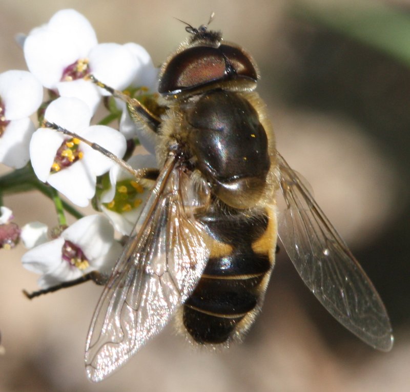 Eristalis%20arbustorum.jpg