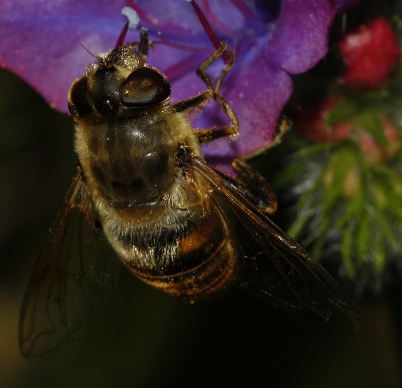Eristalis%20sp_2645.jpg