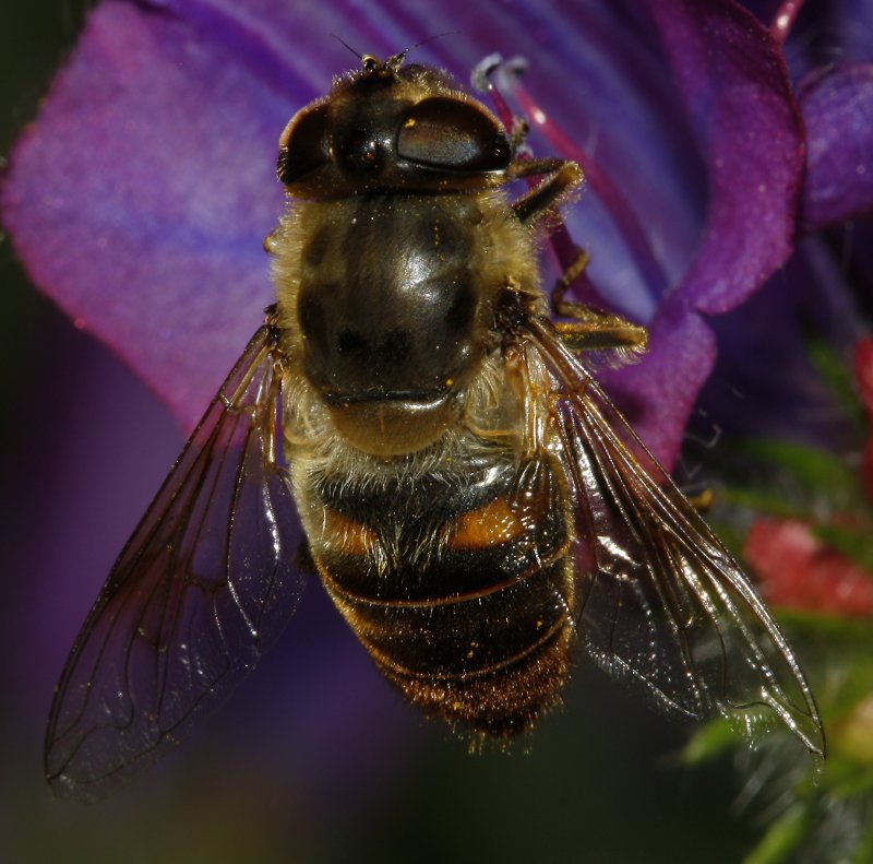 Eristalis%20sp_2650.jpg