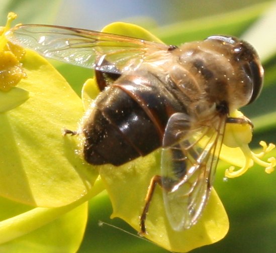 Eristalis.jpg