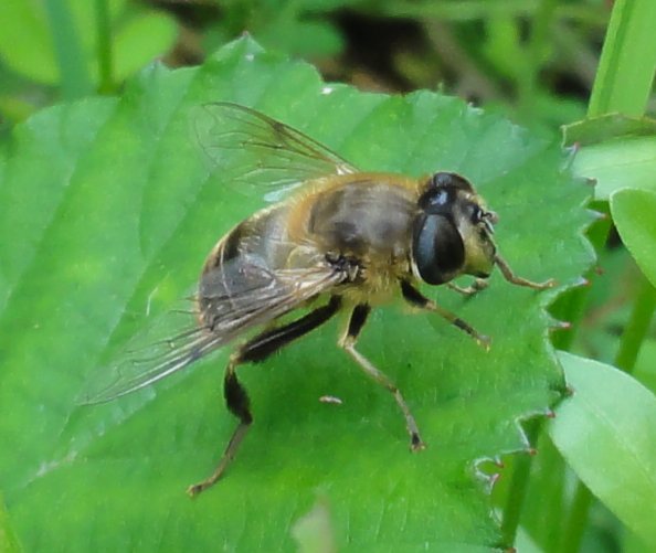 eristalis_4075.jpg