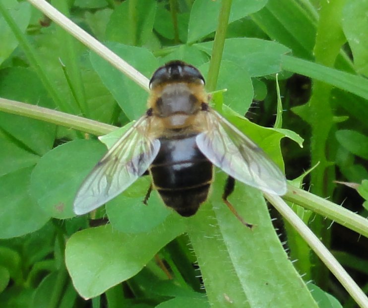 eristalis_4076.jpg
