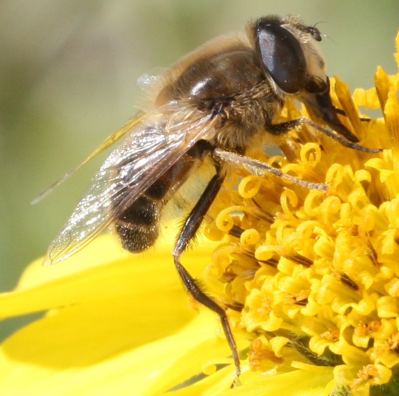eristalis_tenax.jpg