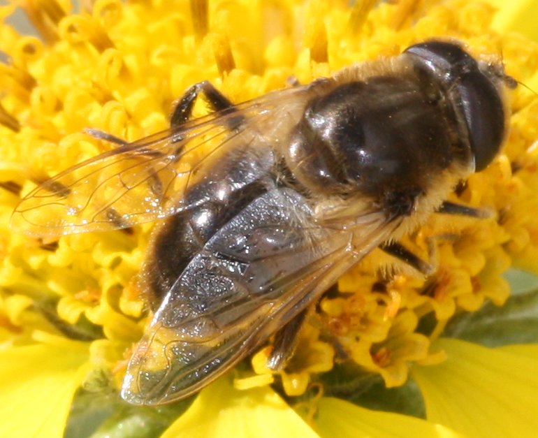 eristalis_tenax1.jpg