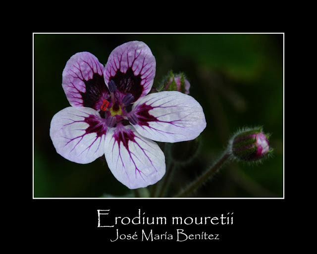 erodium-mouretti.jpg