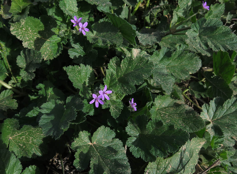 erodium_malacoides.jpe