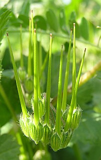 erodium_malacoides2.jpg