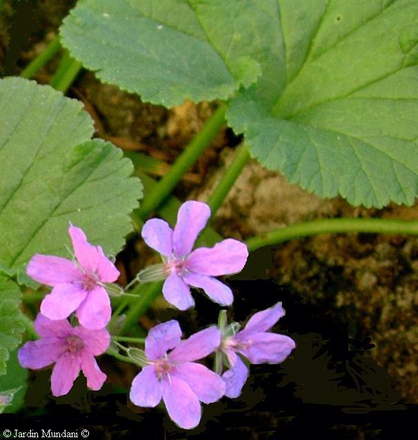 erodiummalacoides3.jpg