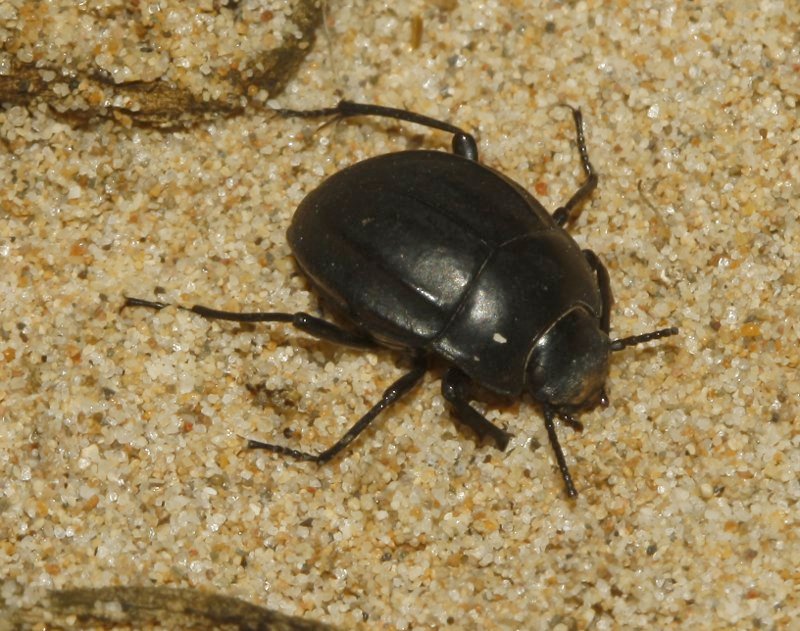 Erodius%20sp_4619.jpg