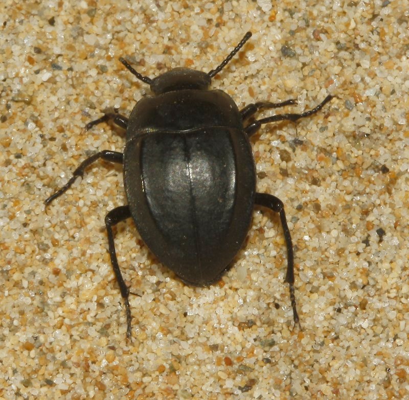 Erodius%20sp_4655.jpg