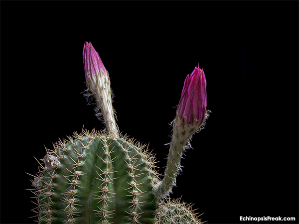 Eroica-2-Flowers-avec-Devise.gif