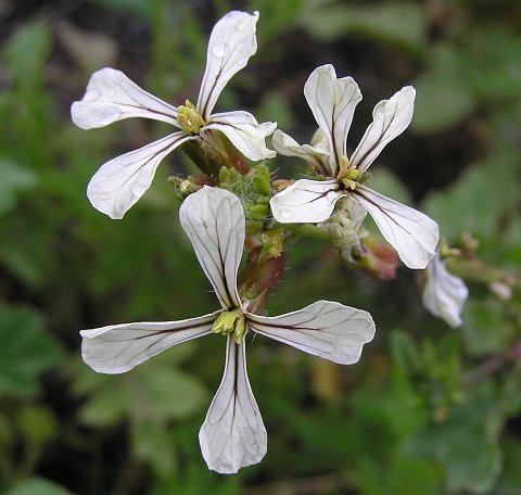 eruca_vesicaria.jpg