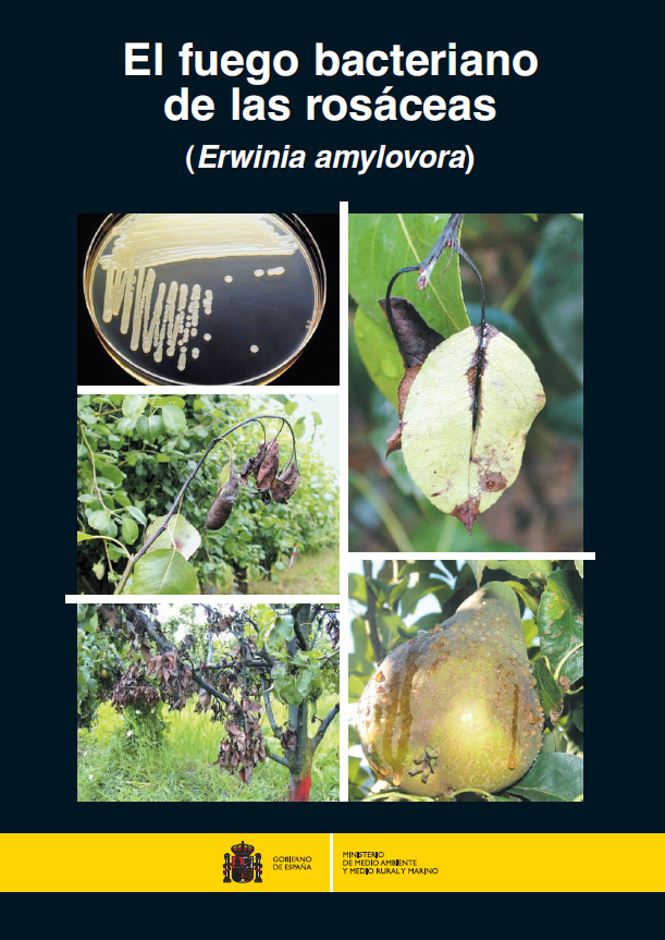 erwiniaamylovera.jpg