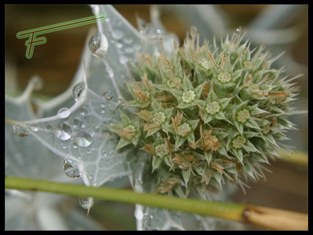 Eryngium%20maritimum%2001.jpg