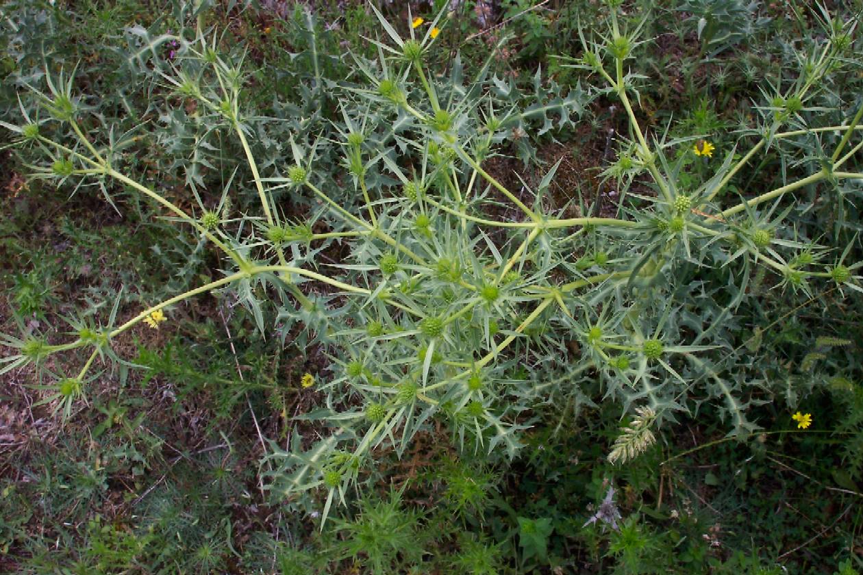 Eryngium_campestre.JPG