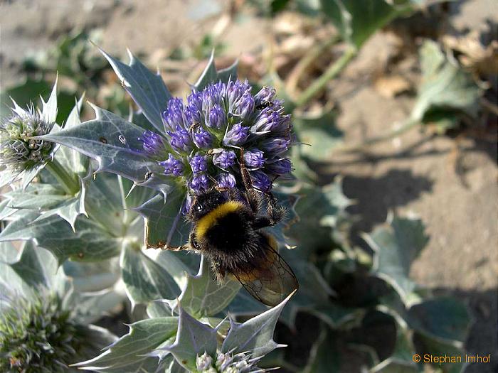 eryngium_maritimum_bluetenstand.jpg