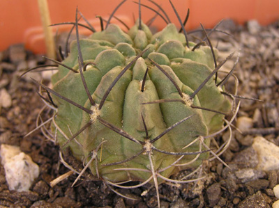 eryosice%20ceratistes.jpg