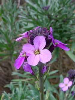 erysimum_linifolium.jpg