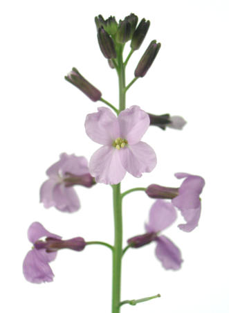 Erysimum_linifolium02.jpg