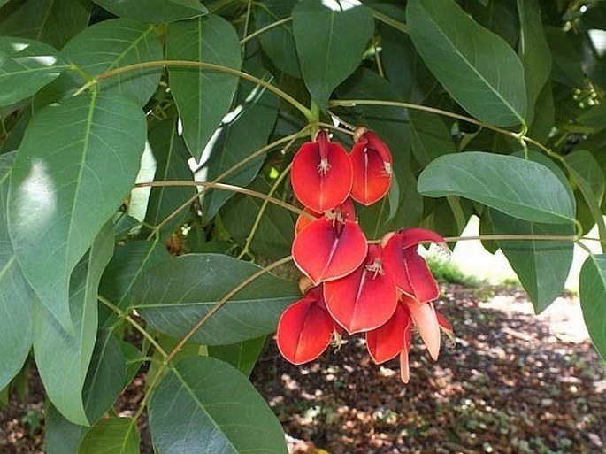erytcrisgalherb1.jpg