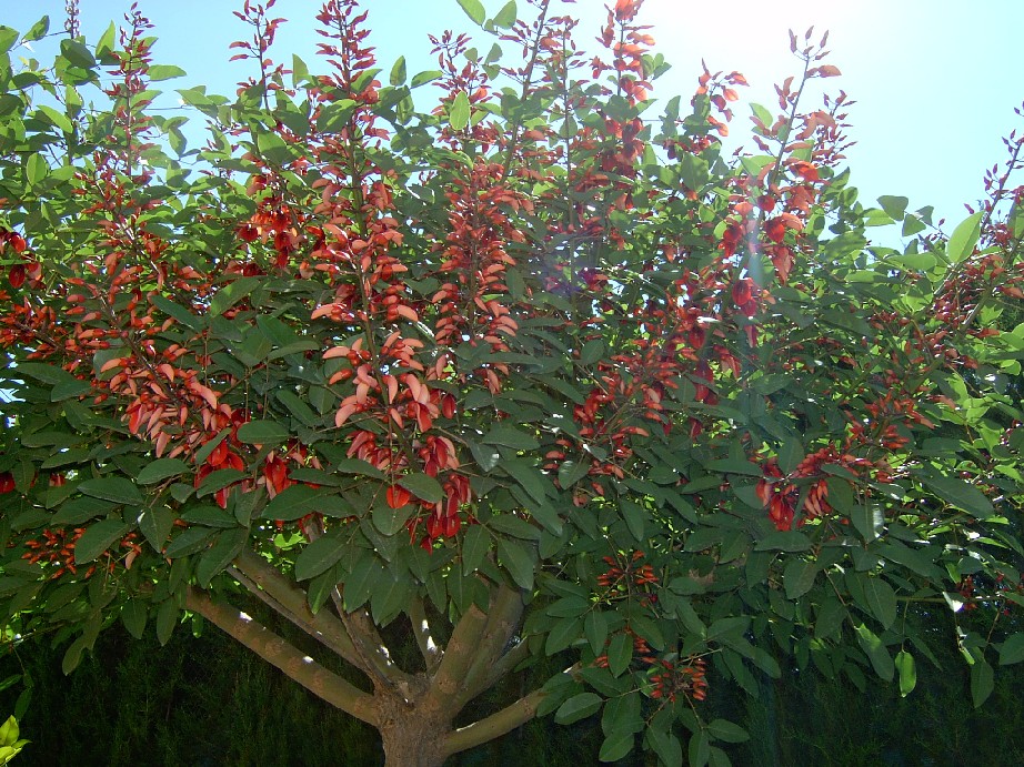 Erythrina%20Crista%20galli.jpg