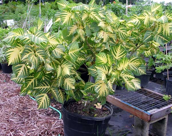 Erythrina%20Variegata.jpg