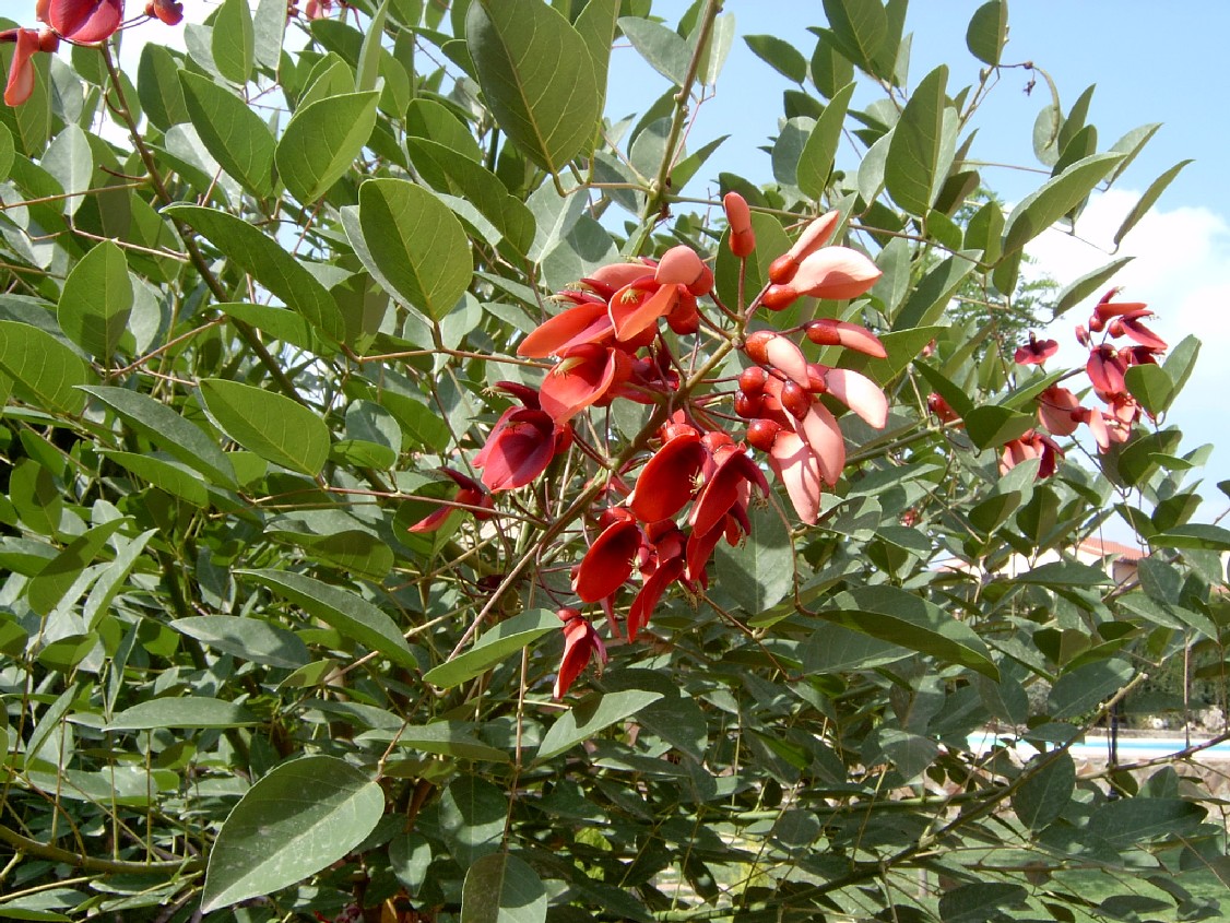 Erythrina%28R%29.jpg