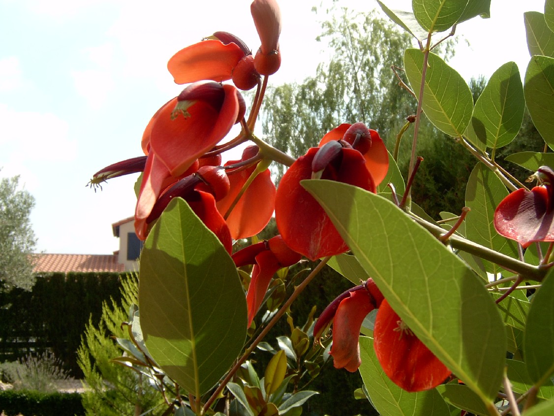 Erythrina%28R2%29.jpg