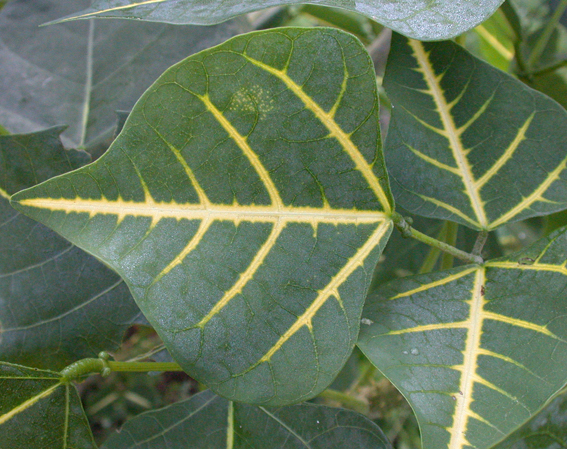 erythrina-variegata-leaf-72.jpg