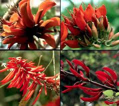 Erythrina2.jpg