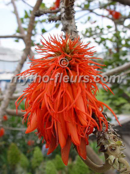 erythrina_abyssinica_4.JPG