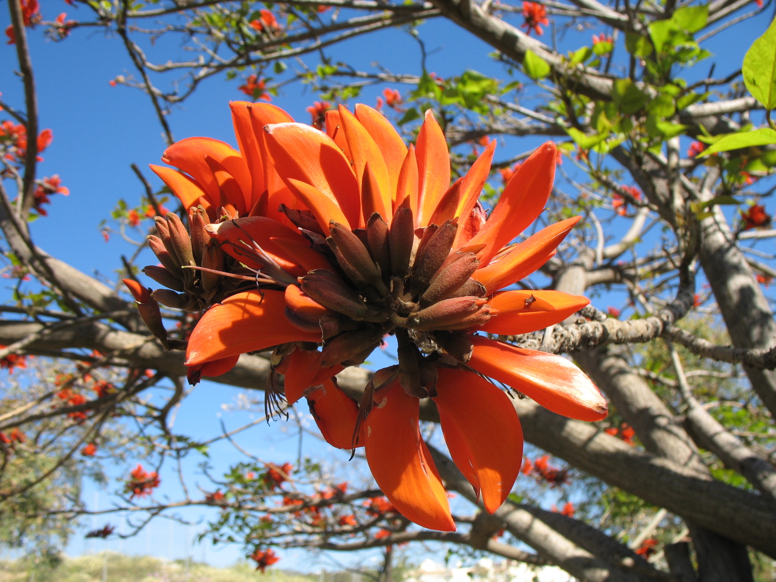 Erythrina_Caffra_flower.JPG
