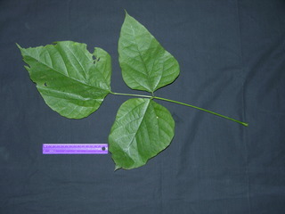 Erythrina_costaricensis,_leaf,I_BC1188.jpg