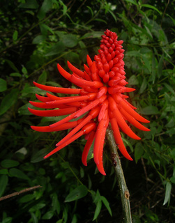 Erythrina_costaricensis,flower_apical,I_DW30.jpg